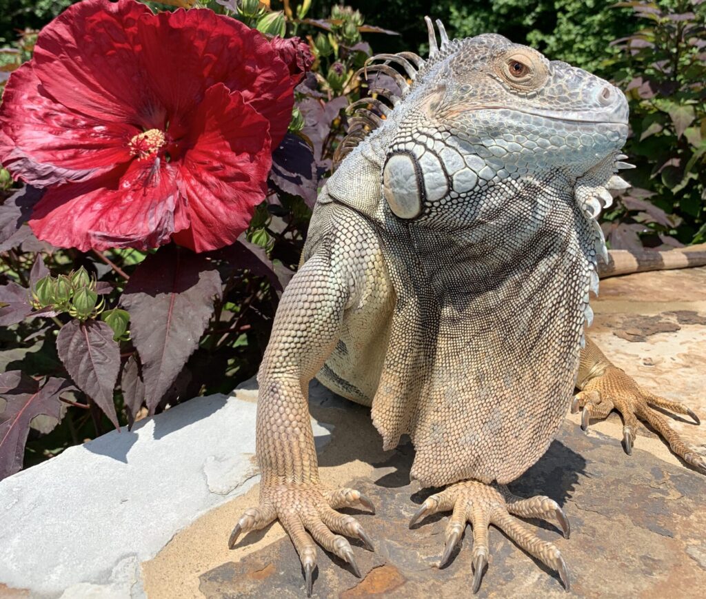 Marty the green iguana